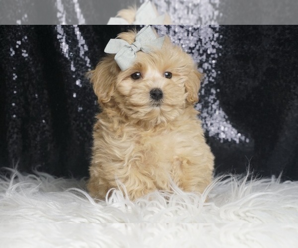 Medium Photo #2 Maltipoo Puppy For Sale in WARSAW, IN, USA