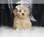 Small #1 Maltipoo