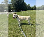 Small #6 Bull Terrier Mix