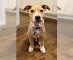 American Pit Bull Terrier-Catahoula Leopard Dog Mix Dogs for adoption in St. Louis Park, MN, USA