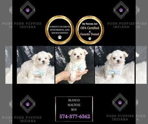 Maltese Puppy for sale in WARSAW, IN, USA