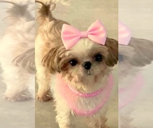 Shih Tzu Puppy for sale in WESTPORT, MA, USA