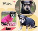 Phara - Female Mutt Dog for Adoption - Small photo