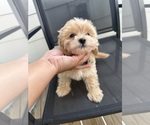 Puppy Moon Maltipoo