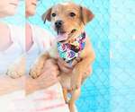 Small #3 Chihuahua Mix