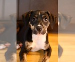 Small #1 Boxer Mix
