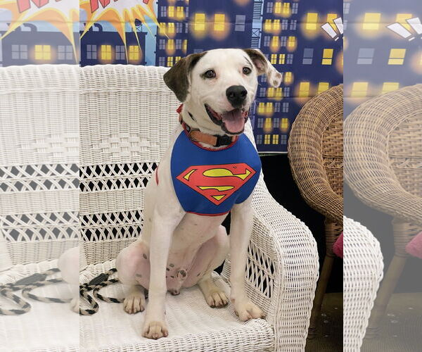 Medium Photo #2 Lab-Pointer Puppy For Sale in Rockaway, NJ, USA