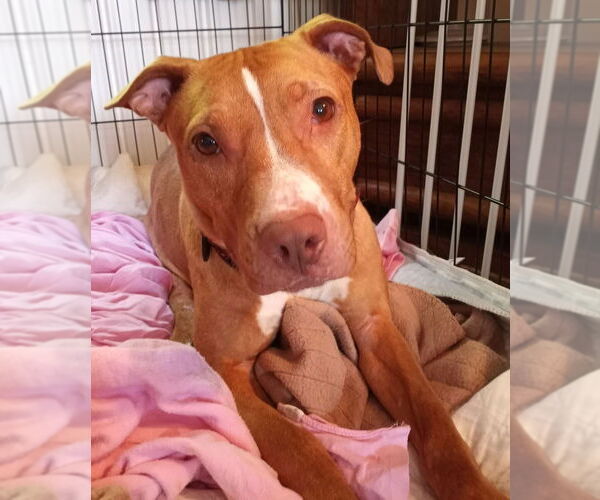 Medium Photo #4 American Pit Bull Terrier-Unknown Mix Puppy For Sale in Evansville, IN, USA