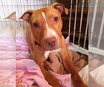Small #3 American Pit Bull Terrier Mix