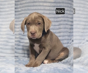 Cane Corso Puppy for sale in MINERAL WELLS, WV, USA