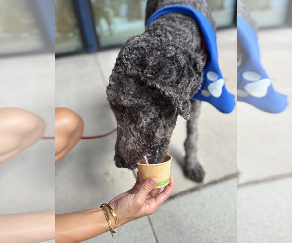 Medium Photo #4 Poodle (Standard)-Unknown Mix Puppy For Sale in Raleigh, NC, USA