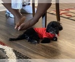 Small Photo #10 Pekingese-Poodle (Toy) Mix Puppy For Sale in ZEBULON, NC, USA