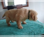 Small #11 Golden Retriever