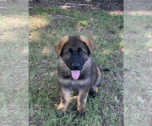 German Shepherd Dog Puppy for Sale in CLERMONT, Florida USA