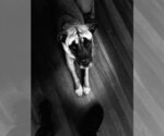 Small Photo #10 Mastiff-Unknown Mix Puppy For Sale in Boston, MA, USA