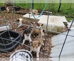 Small Photo #11 Collie Puppy For Sale in BYRAM, MS, USA