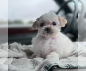 Shih Tzu Puppy for sale in ELBERTA, AL, USA