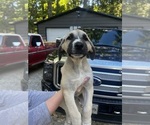 Small #1 Mutt
