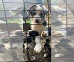 Small #1 Border-Aussie