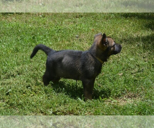 Medium Photo #11 German Shepherd Dog Puppy For Sale in POWDER SPRINGS, GA, USA