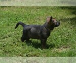 Small #1 German Shepherd Dog