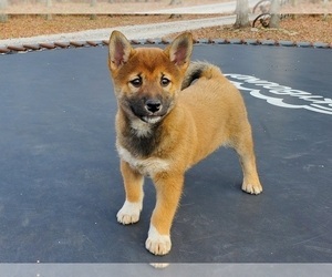 Shiba Inu Puppy for sale in CLARK, MO, USA