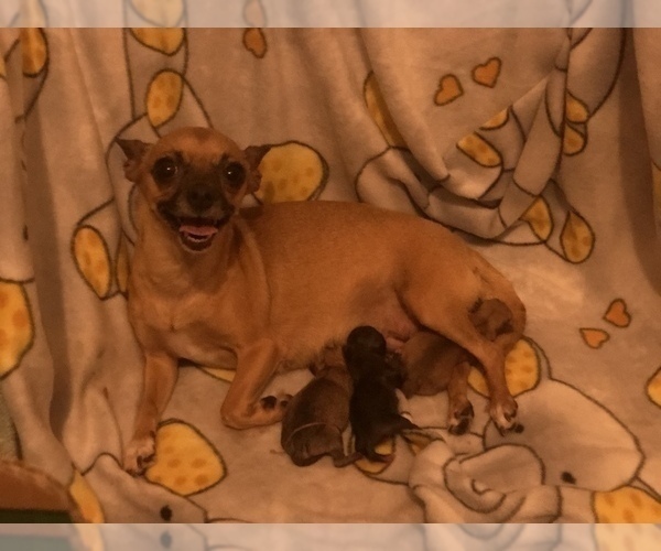 Medium Photo #1 Chihuahua Puppy For Sale in LANSING, MI, USA