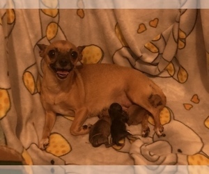Mother of the Chihuahua puppies born on 09/12/2020