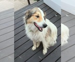 Small #3 Pyrenees Border Collie