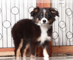 Small #1 Miniature Australian Shepherd
