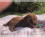 Small Photo #6 Cavapoo Puppy For Sale in HOLDEN, MO, USA