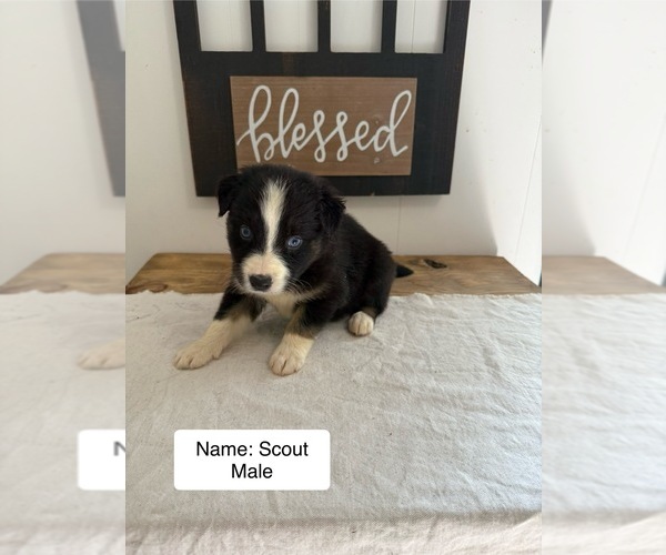 Medium Photo #7 Australian Shepherd Puppy For Sale in FORSYTH, GA, USA