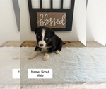 Puppy Scout Australian Shepherd