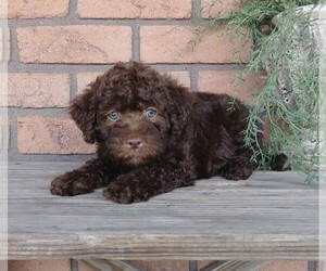 Labradoodle-Poodle (Miniature) Mix Puppy for sale in FREDERICKSBG, OH, USA