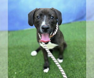 Dachsador Dogs for adoption in Long Beach, CA, USA