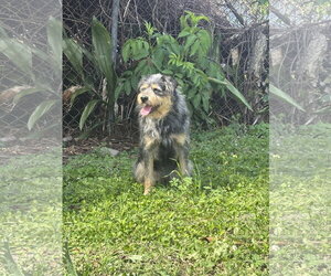 Mutt Dogs for adoption in St. Louis Park, MN, USA