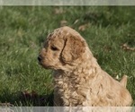 Small Photo #3 Goldendoodle-Poodle (Standard) Mix Puppy For Sale in EMMETT, ID, USA