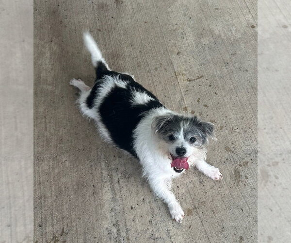 Medium Photo #2 Shih Tzu Puppy For Sale in Oak Bluffs, MA, USA