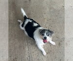 Small #1 Shih Tzu