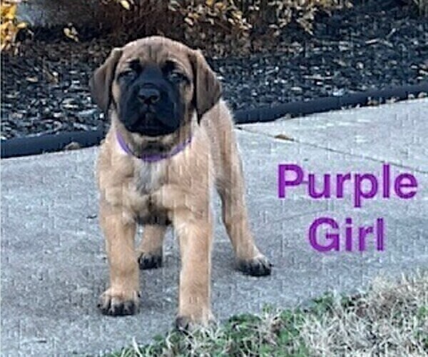 Medium Photo #13 Mastiff Puppy For Sale in BIXBY, OK, USA