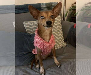 Rat-Cha Dogs for adoption in Wakefield, RI, USA