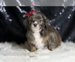 Small #5 Goldendoodle (Miniature)
