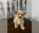 Small #1 Morkie