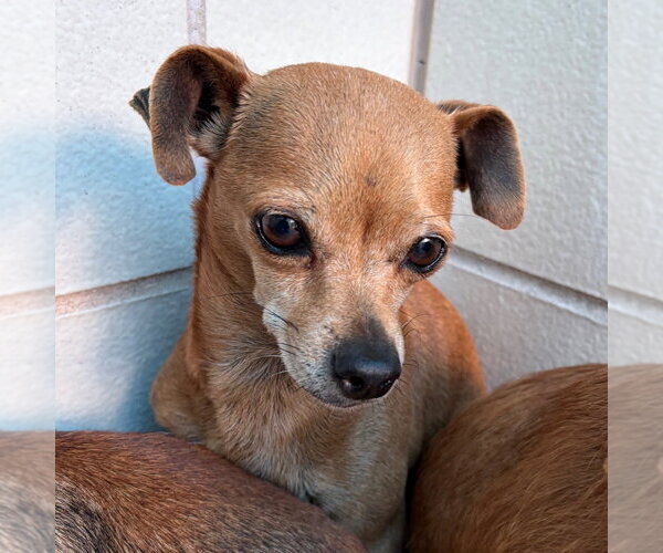 Medium Photo #3 Chihuahua-Unknown Mix Puppy For Sale in Rockaway, NJ, USA