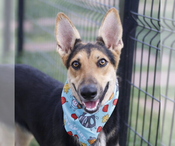 Medium Photo #1 German Shepherd Dog-Unknown Mix Puppy For Sale in San Antonio, TX, USA