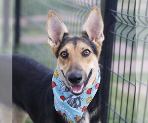 German Shepherd Dog-Unknown Mix Dogs for adoption in San Antonio, TX, USA