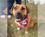 Small #5 Boxer Mix