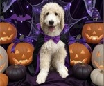 Small Bernedoodle