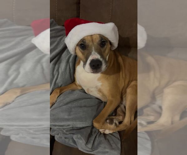 Medium Photo #3 American Pit Bull Terrier-Unknown Mix Puppy For Sale in Holly Springs, NC, USA