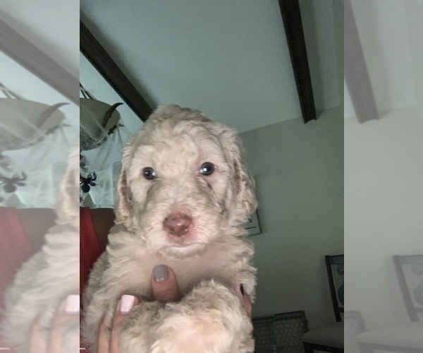 Medium Photo #14 Poodle (Standard) Puppy For Sale in TAMPA, FL, USA